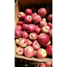 Red Star Apple da China com boa qualidade / frutas frescas